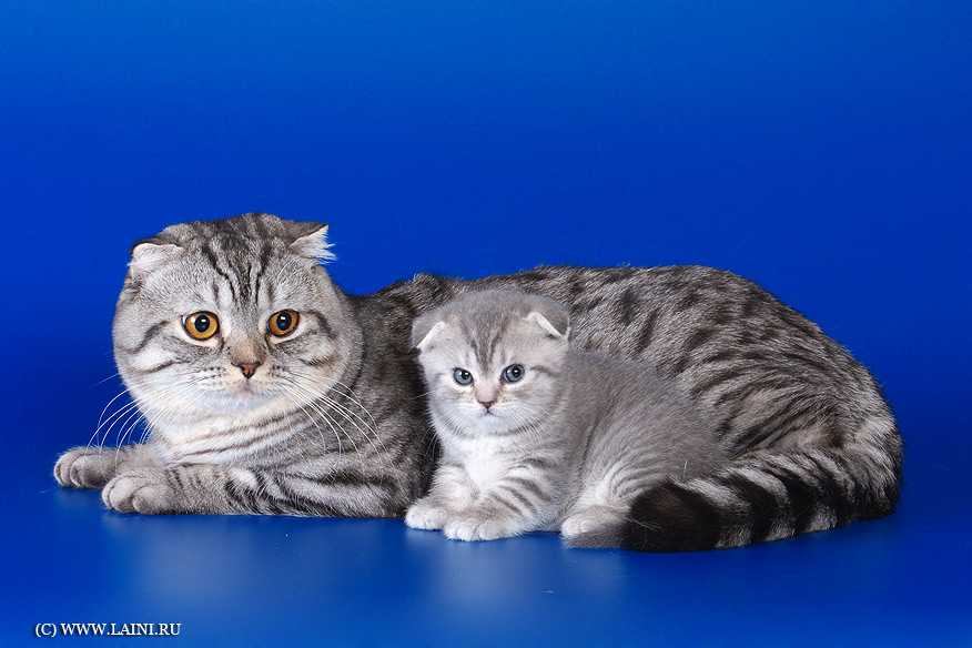 Вислоухие породистые кошки фото