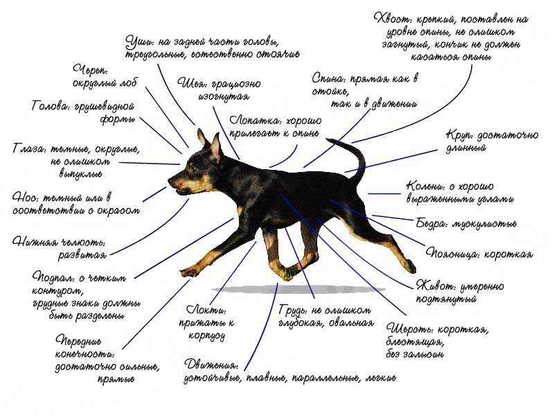 Пражский крысарик: описание и характеристика породы