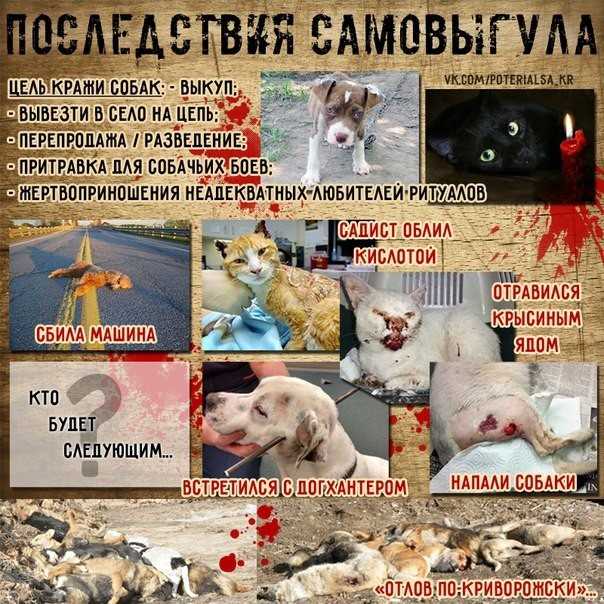 О препарате стоп-кокцид