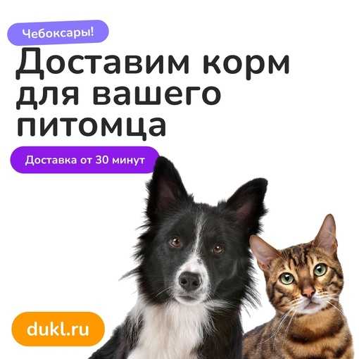 Кого лучше всего завести для содержания в квартире — кота или собаку