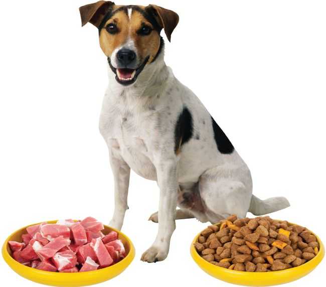 Можно собаке вареное мясо. Корм для собак. Питание собак.