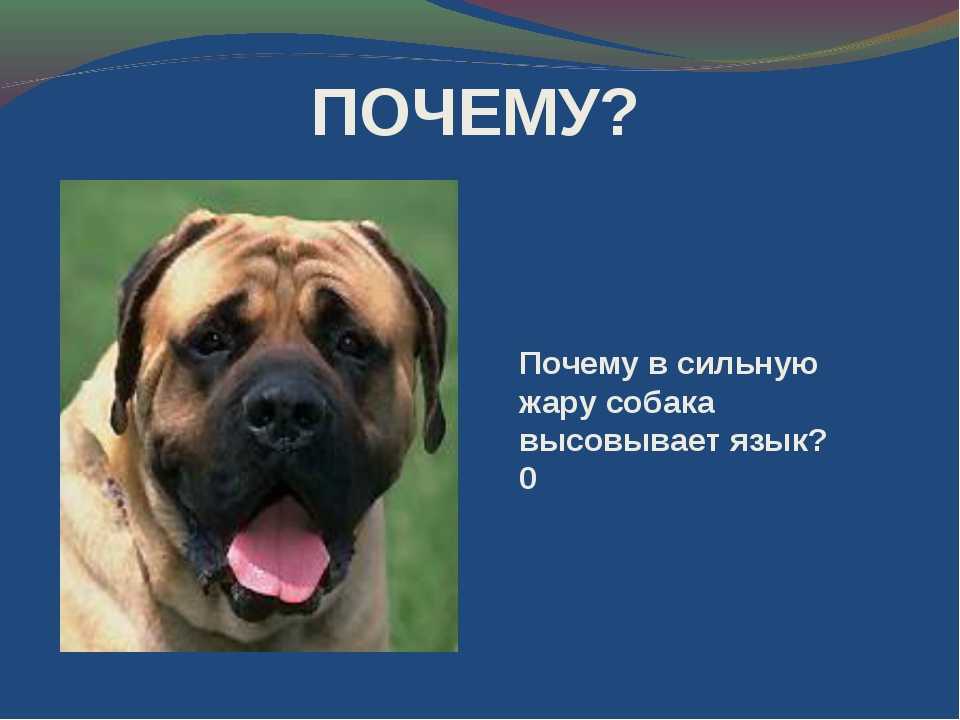 Кот дышит как собака, высунув язык - причины и что делать
