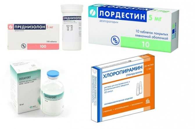 8 причин бронхита у кошек - симптомы, лечение, профилактика