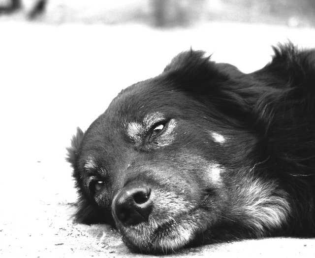 Сон плачущая собака