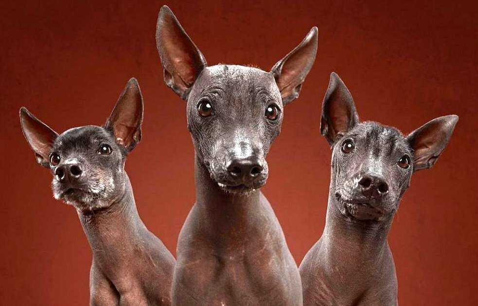 Породы лысых собак с фотографиями и названиями