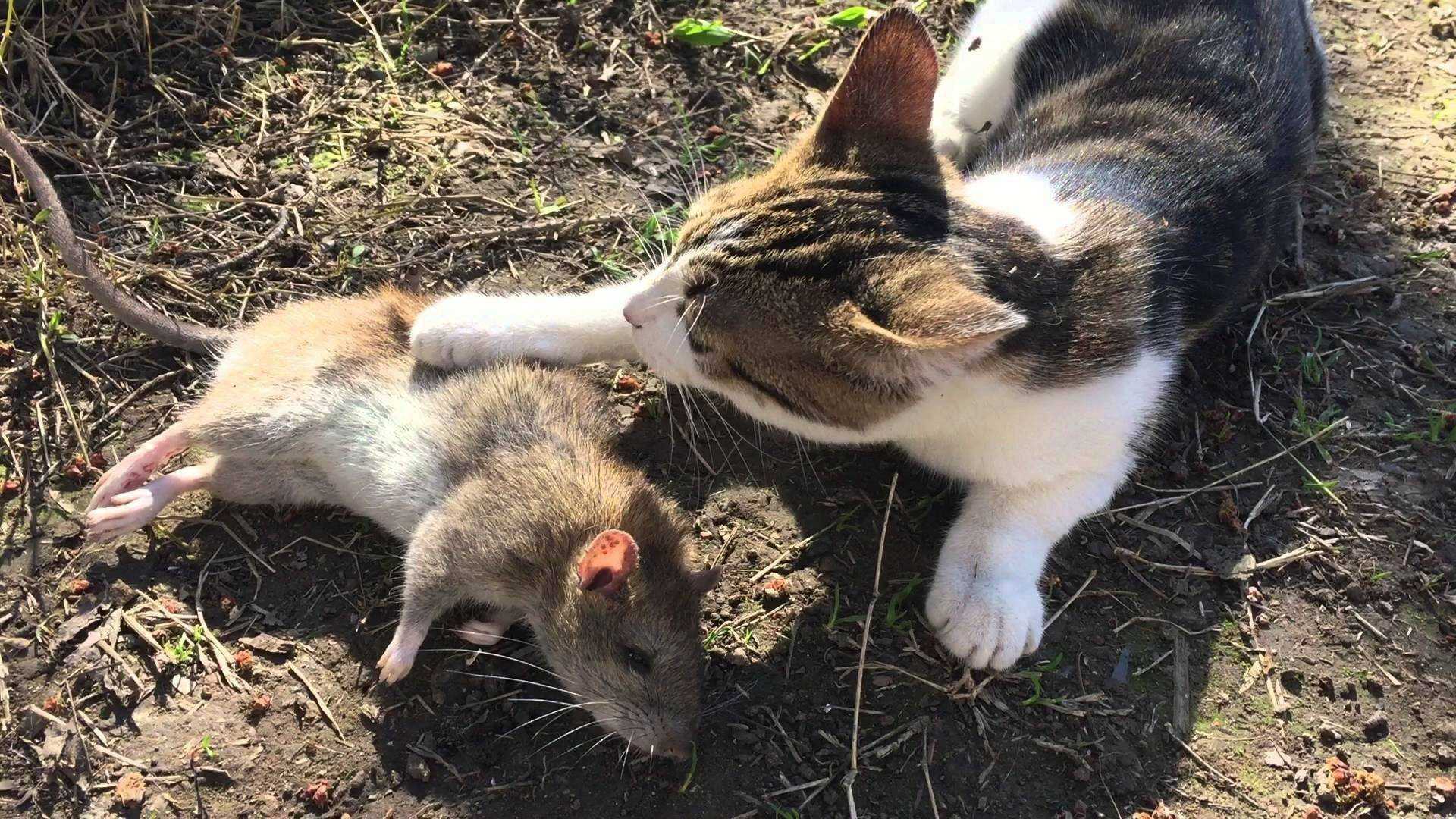 Какие кошки ловят мышей