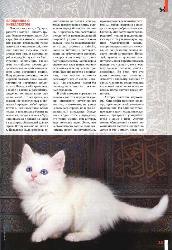 Котята турецкой ангоры фото и описание как