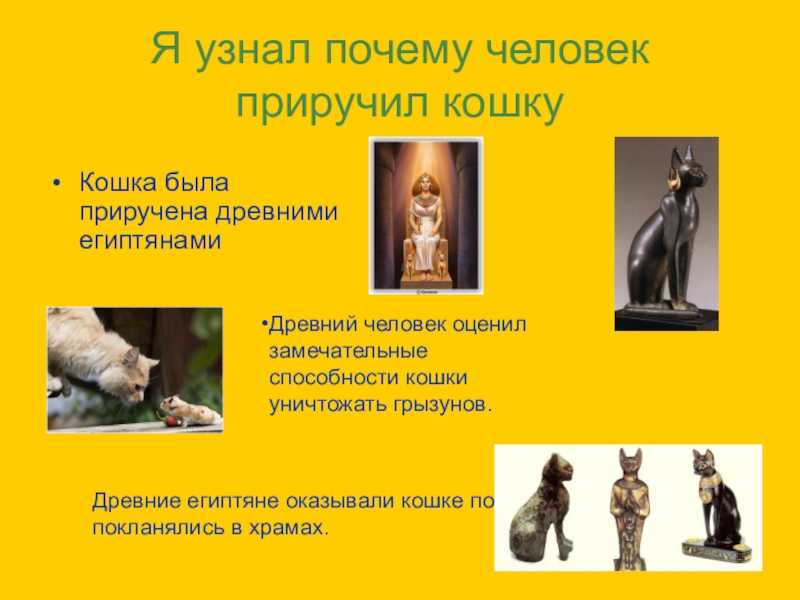 Как, откуда и когда появились кошки на земле и в россии: 22 фото