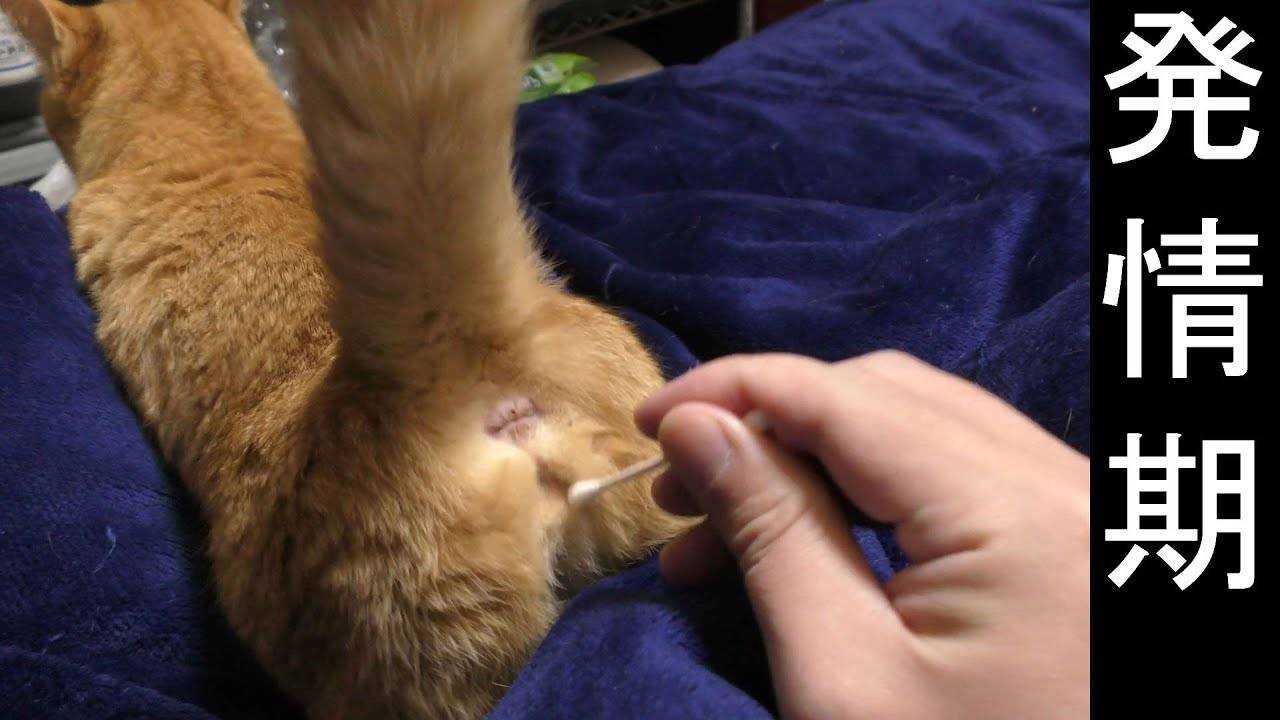 Течка у стерилизованной кошки сколько длится
