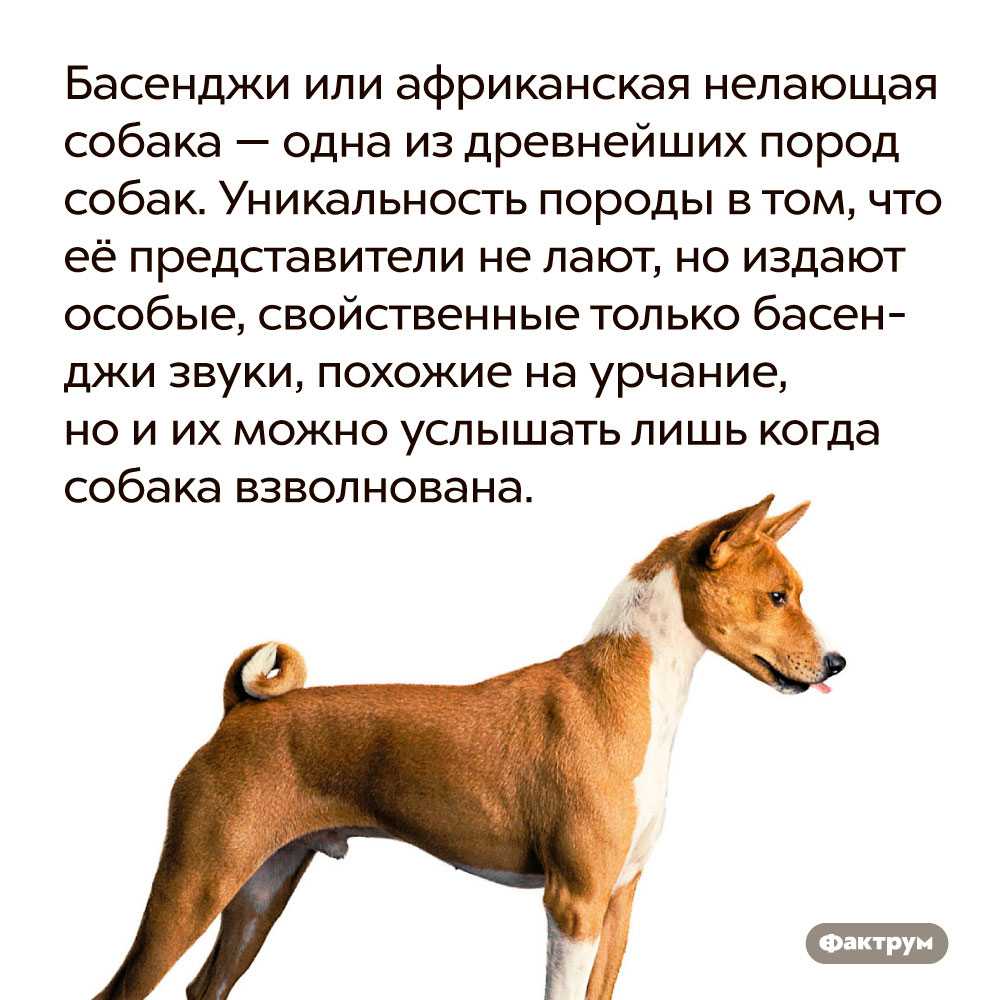 Минусы басенджи. Басенджи терьер. Порода собак басенджи. Басенджи породы собак особенности. Африканская нелающая собака басенджи.