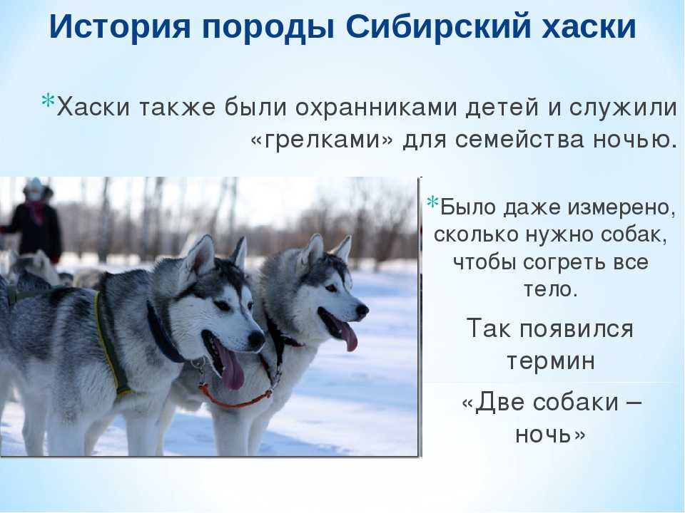 Хаски: фото, описание породы, характера, здоровья, ухода