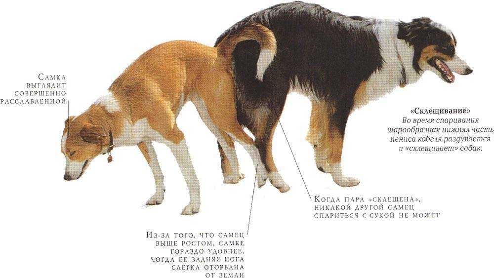 Как определить, что у собаки началась или приближается течка