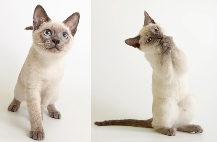 Тайская порода кошек: описание, характер, достоинства и недостатки