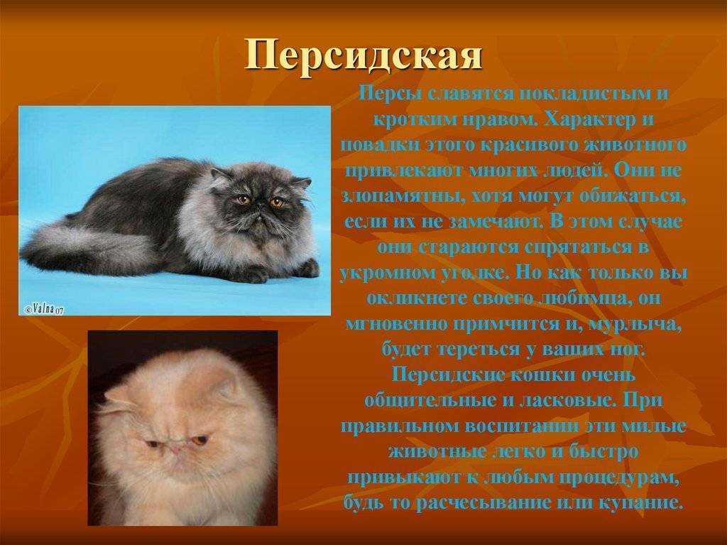 Персидская порода кошек: внешность, характер, фото