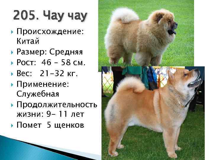 Чао-чао – собака из китая. все о породе, цена, фото.
чао-чао – собака из китая. все о породе, цена, фото.
