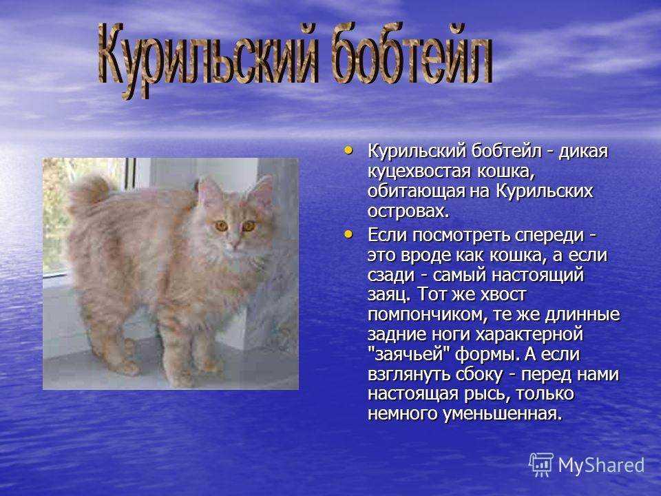 Курильский бобтейл: описание, подходит ли вам по 4 пунктам