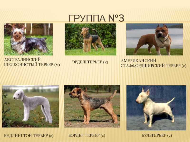 Лучшие охотничьи породы собак с фотографиями и ценами