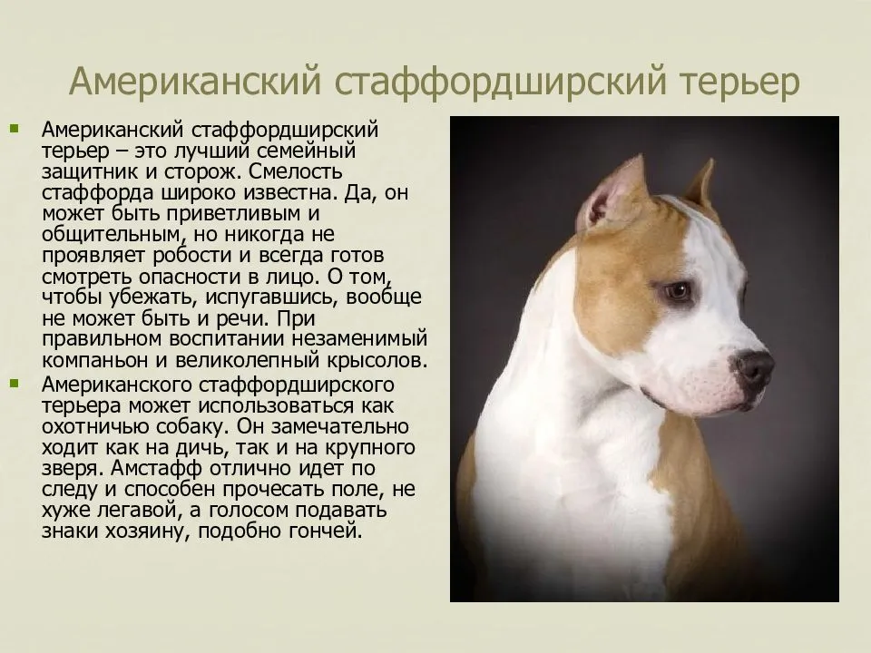 Порода собак амстафф фото описание породы