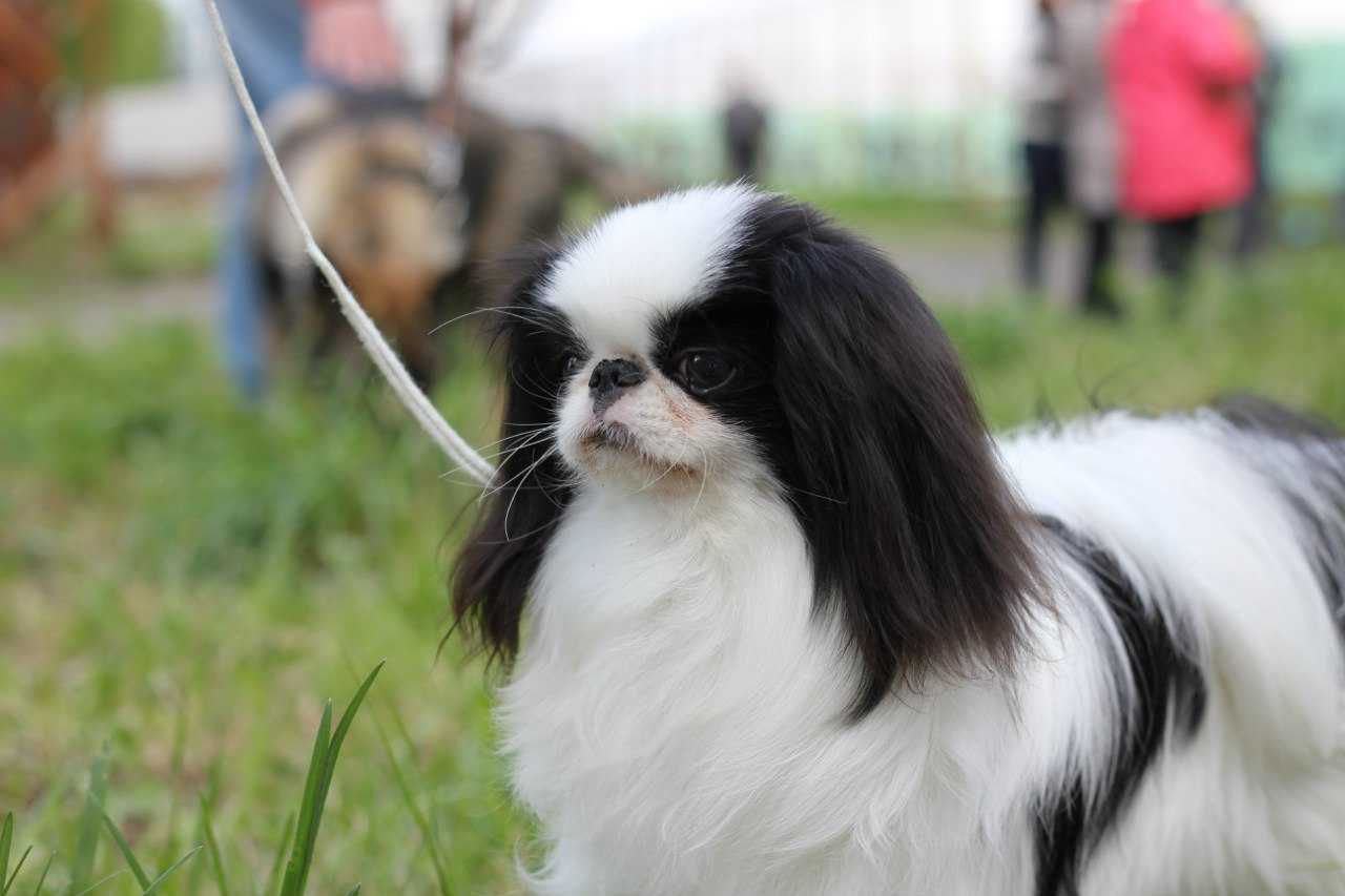 Японский хин