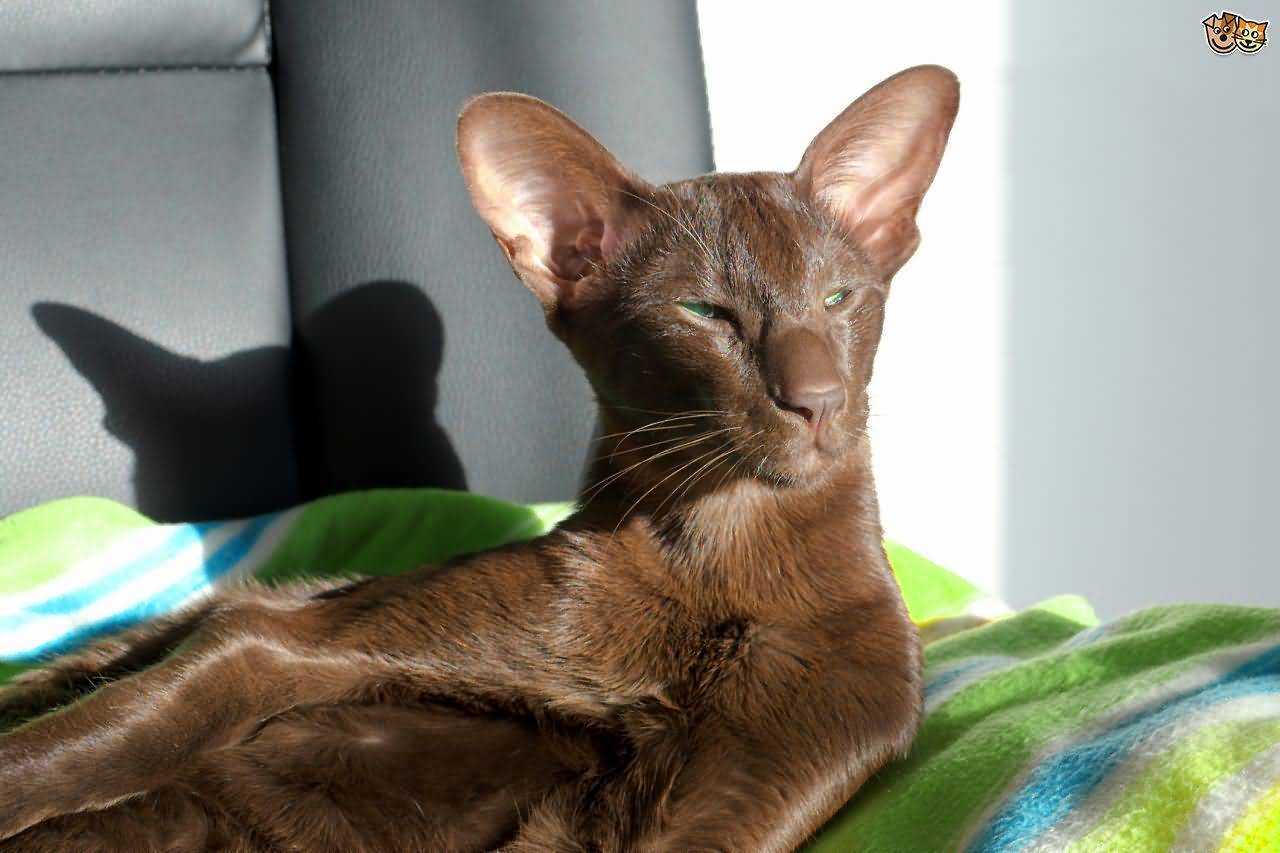 Описание кошки гавана браун – характер породы, правила ухода и содержания