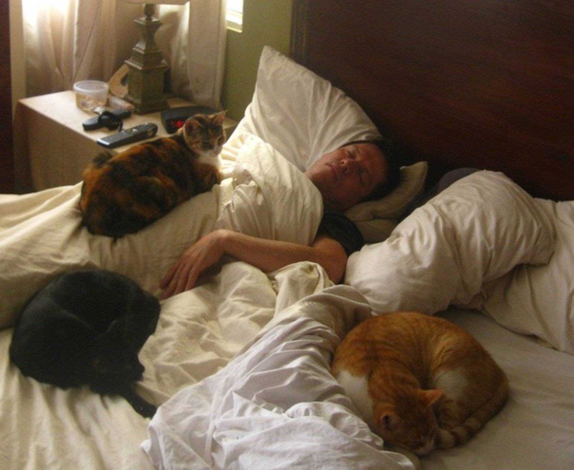 Коты в постели с хозяином