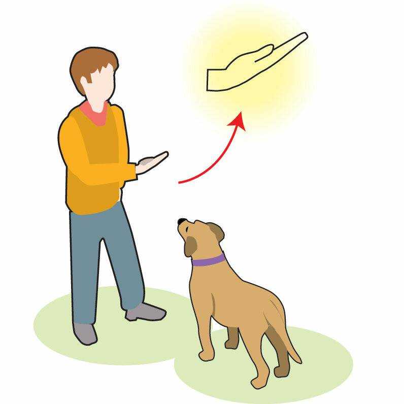 Как научить собаку команде «фу»: пошаговая инструкция, советы