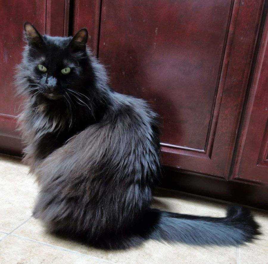 Тиффани кошка. Шантильи (Тиффани-шантильи). Шантильи Тиффани кошка. Тиффани шантильи черный. Тиффани порода кошек Тиффани шантильи.