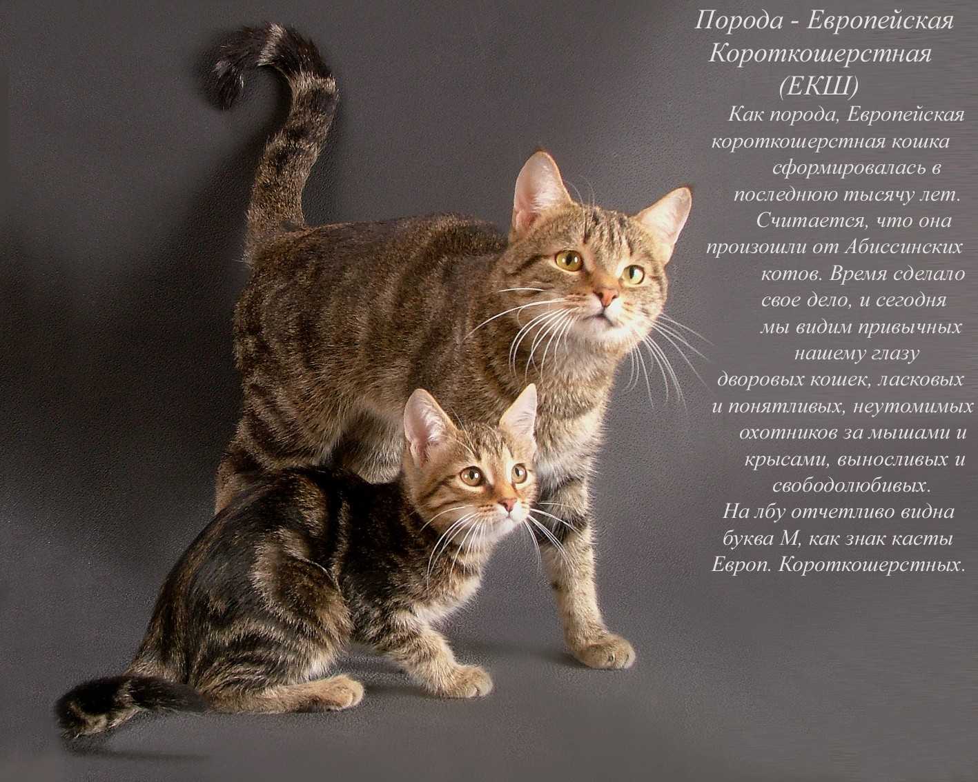 Самые умные породы кошек: топ 10 сообразительных видов