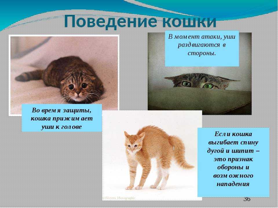 Стресс у кошки - как распознать, причины стресса, лечение! | caticat.ru