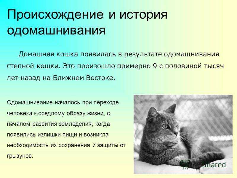 Поведение кошек: раскрываем секреты особенностей психологии животных