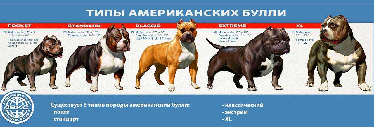 Американский булли: описание, содержание и дрессировка