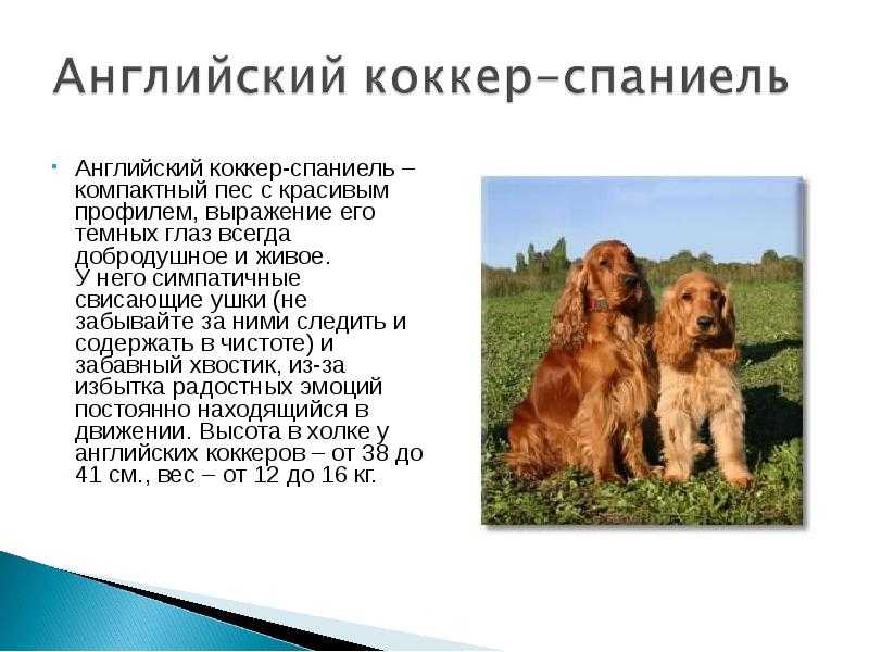 Стрижка кокер спаниеля в домашних условиях (а также русского, английского и американского спаниеля)