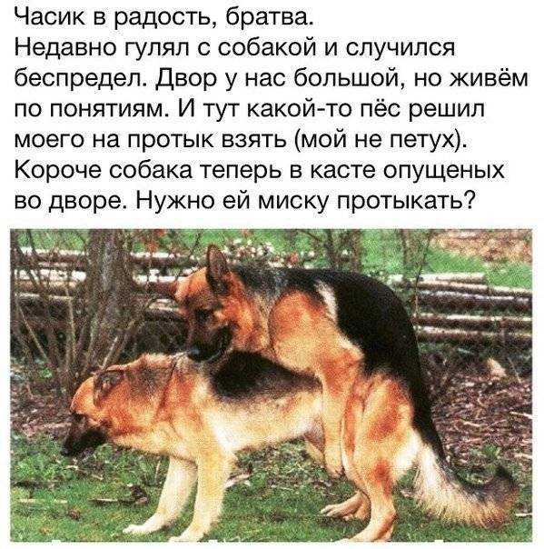 Как проходит вязка собак: когда начинать, правила проведения, возможные трудности