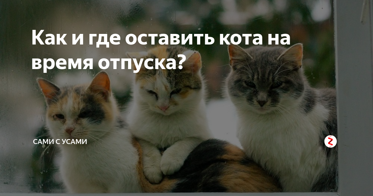 Передержка животных на время отпуска как бизнес с нуля