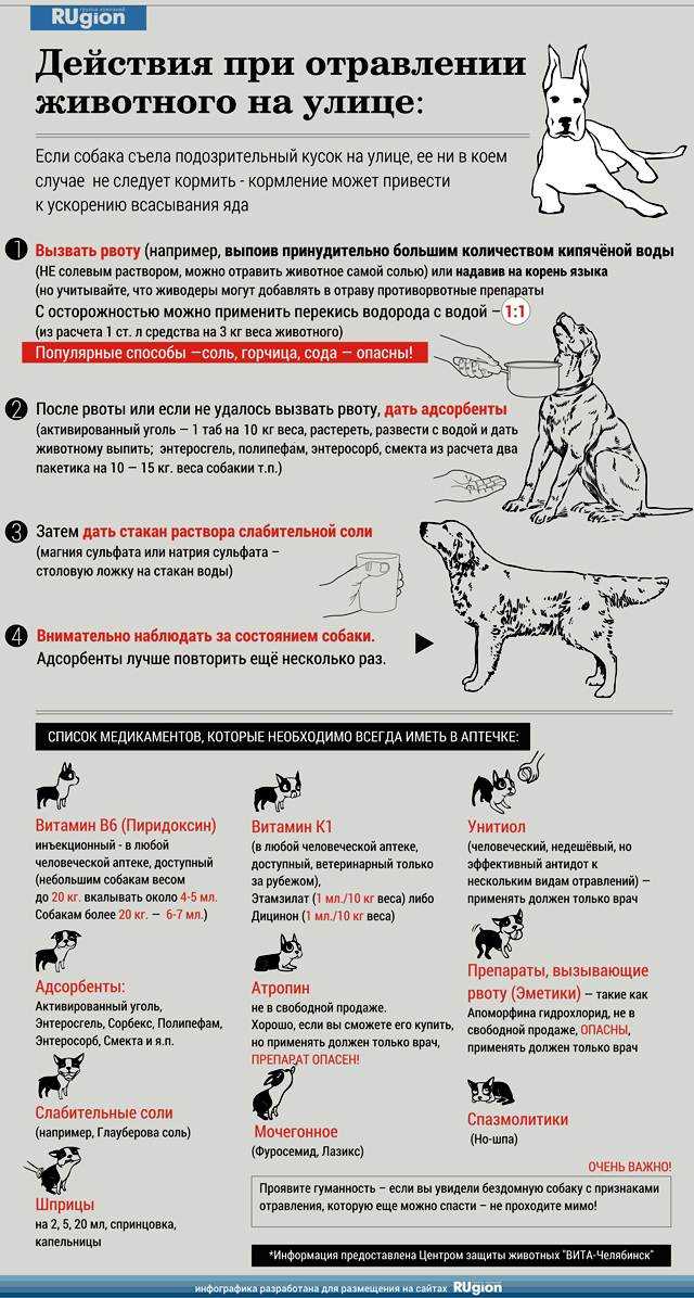 Отравление собак изониазидом