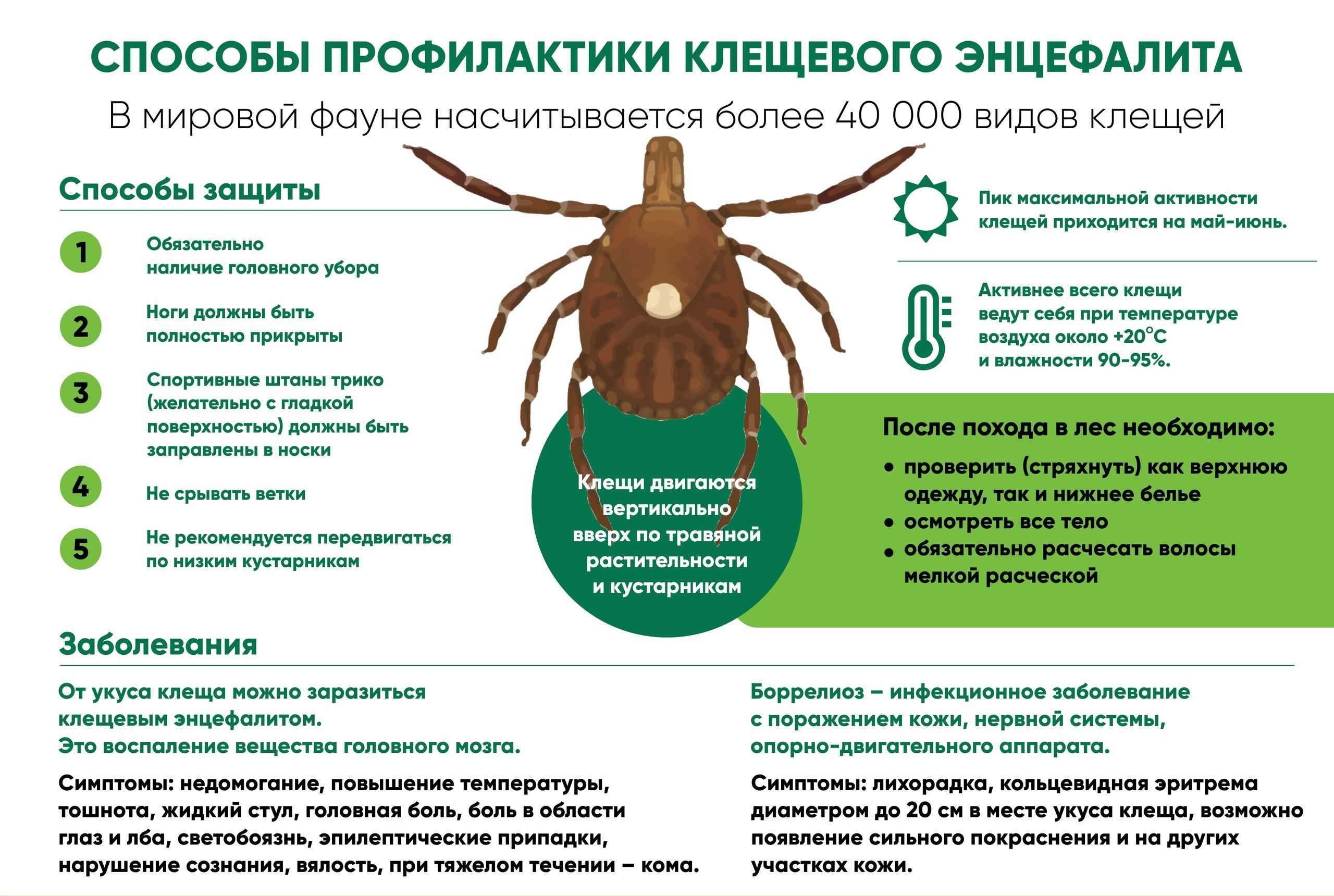 Укусил клещ: что делать? – напоправку