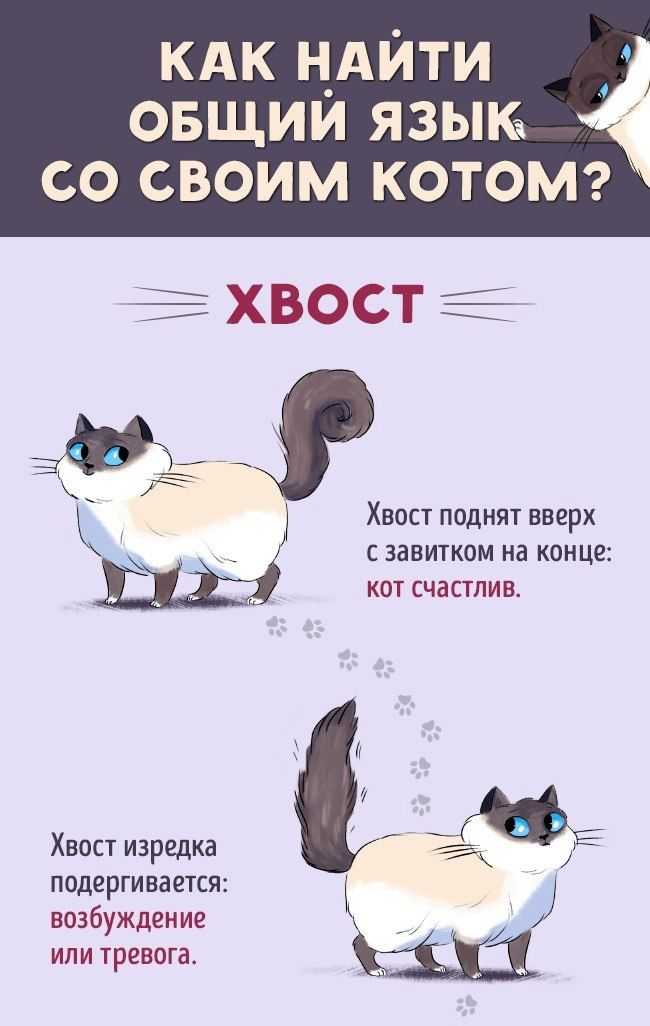 О том, как говорить с кошкой на одном языке, расскажут специалисты