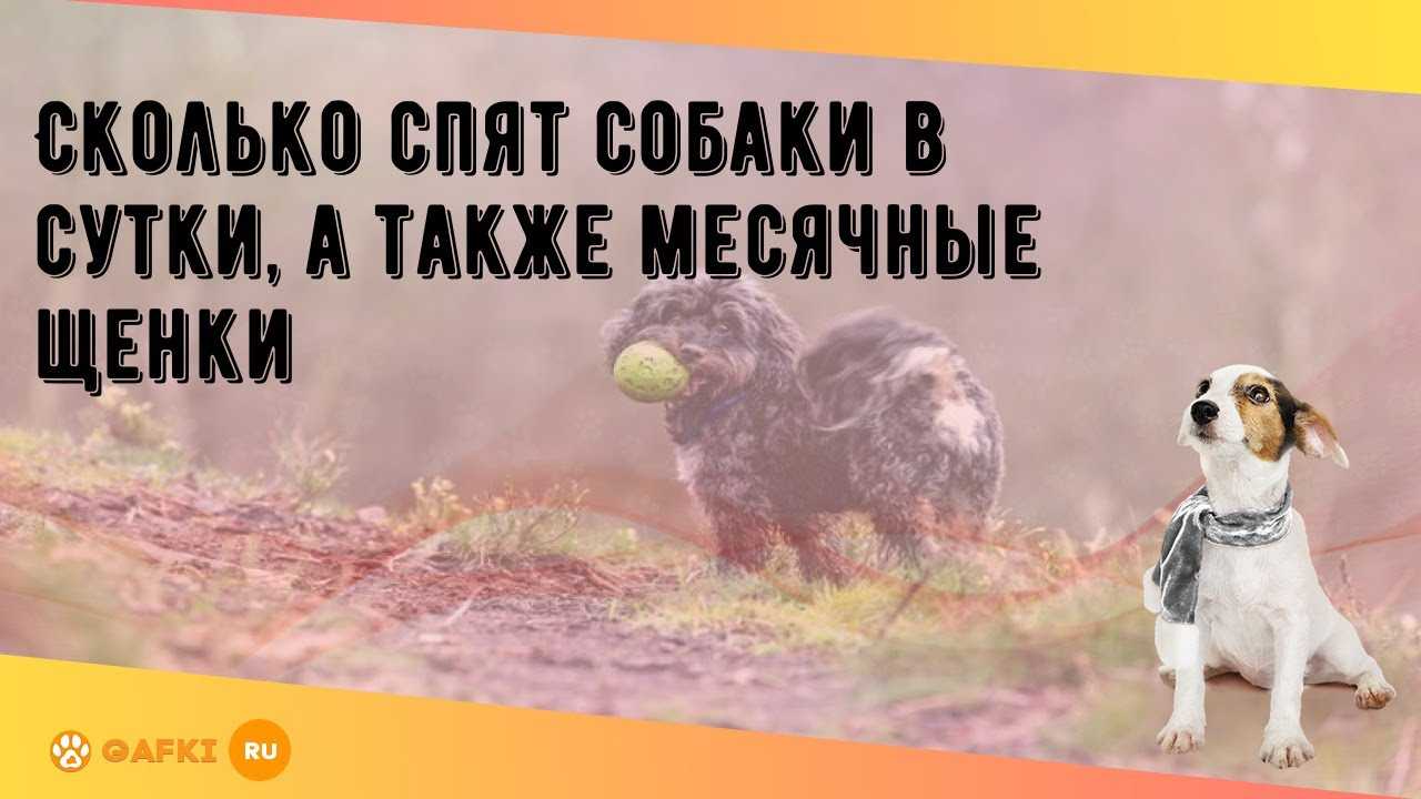 Сон и здоровье собаки