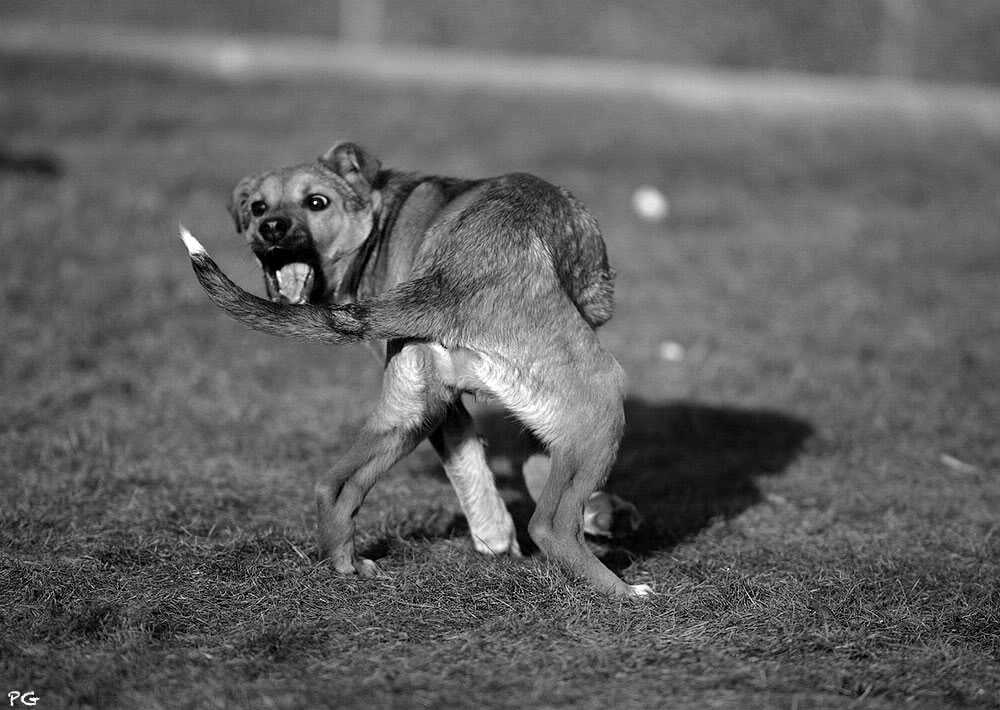 Паршивый пес. Пес кусает себя за хвост. Собака кусает свой хвост. Собака бегает за своим хвостом. Пес гоняется за своим хвостом.