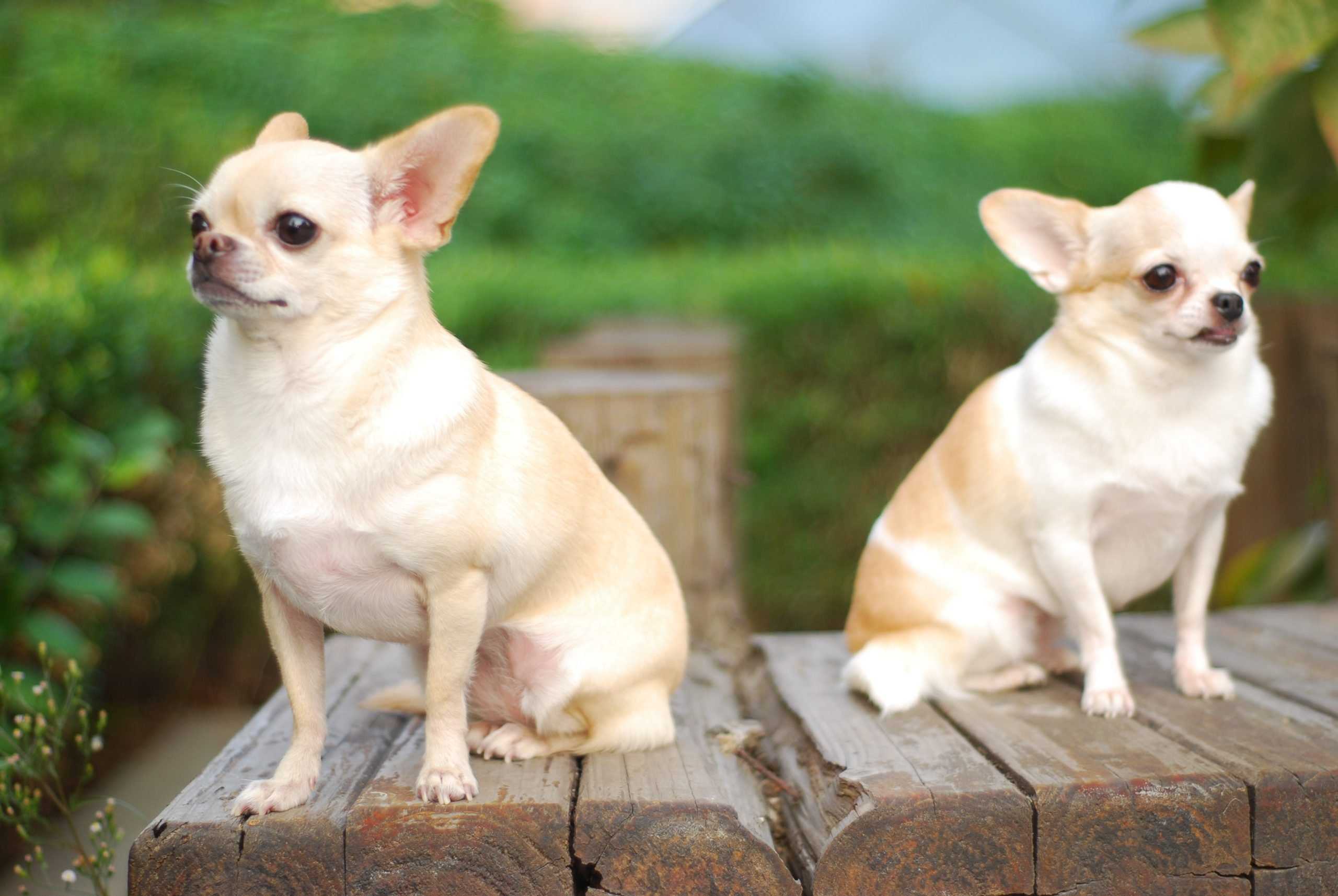 Чихуахуа короткошерстные фото взрослых собак