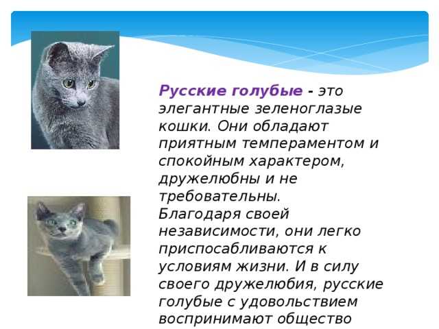 Порода кошек голубая русская фото и описание характер
