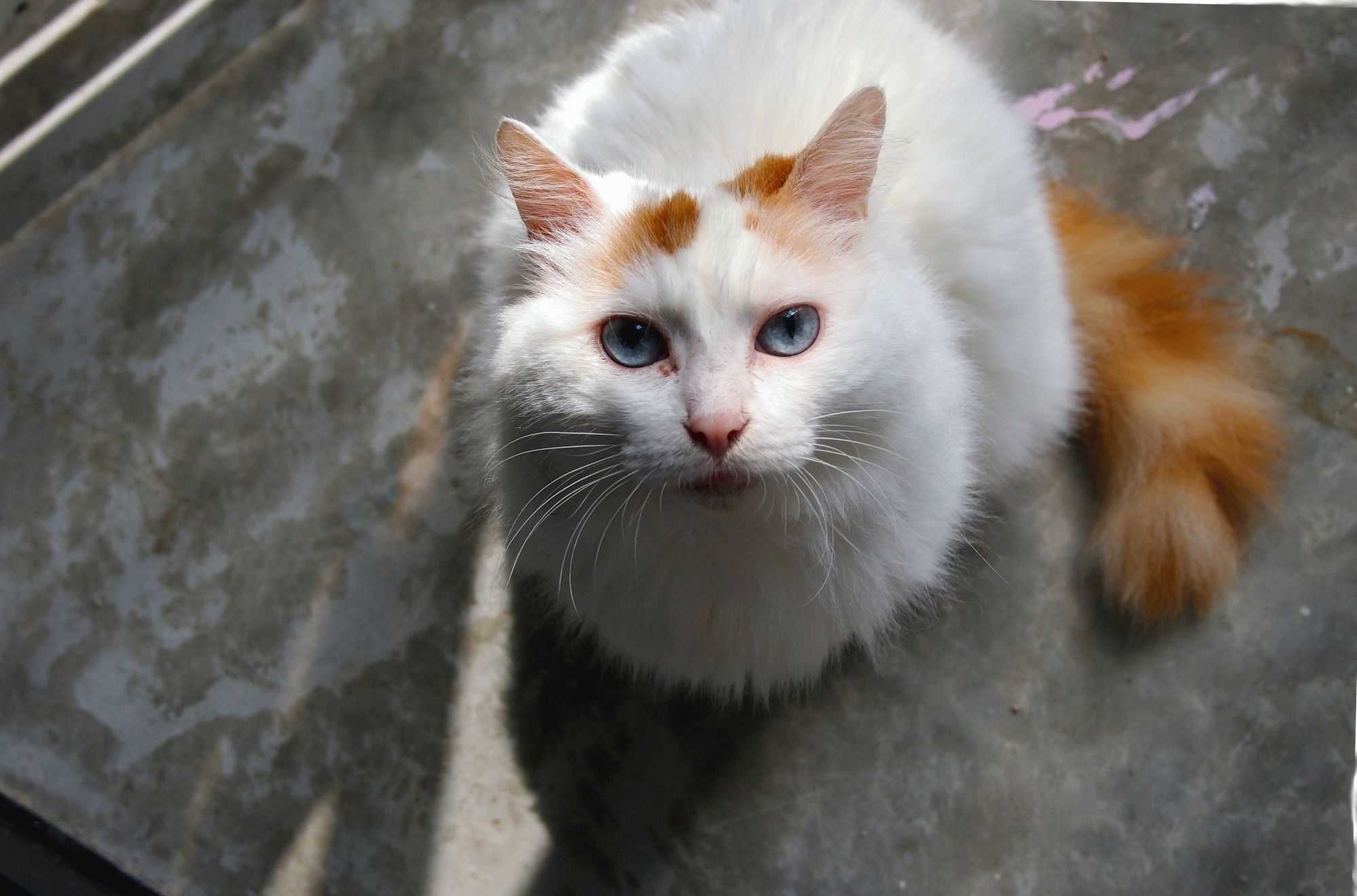 Турецкий ван — происхождение ванской кошки, стандарт породы и уход