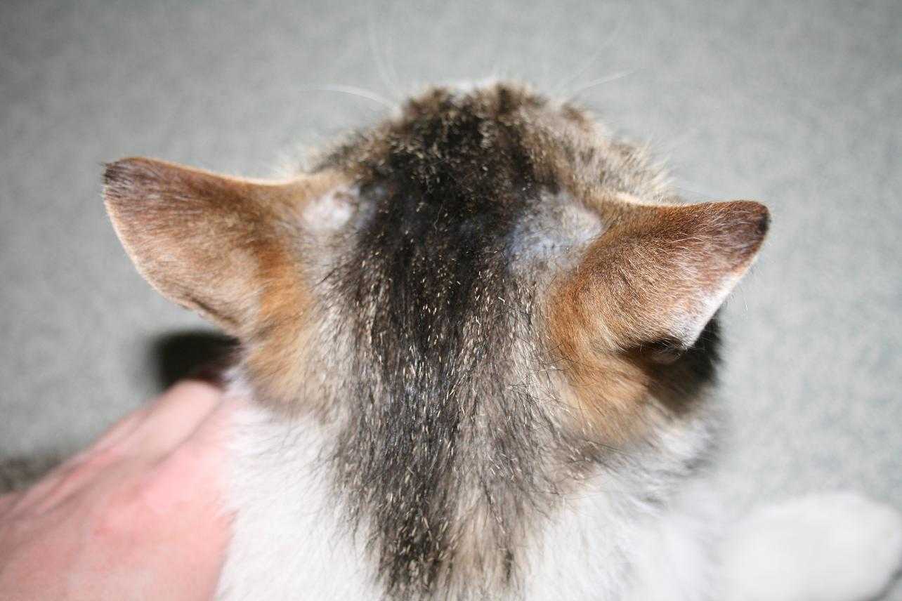 аллергия у кота фото