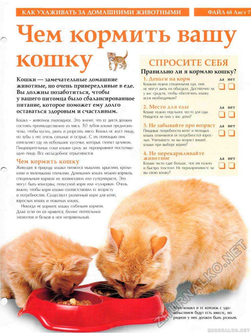 Чем кормить 5 котят. Питание котенка. Рацион для домашнего кота. Правильное питание для котят. Рацион питания домашнего кота.