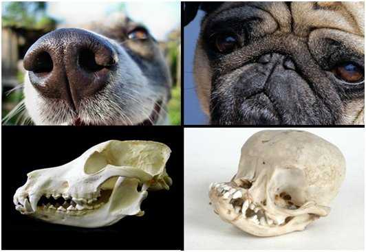 Собаки-брахицефалы: список пород и рекомендации владельцам