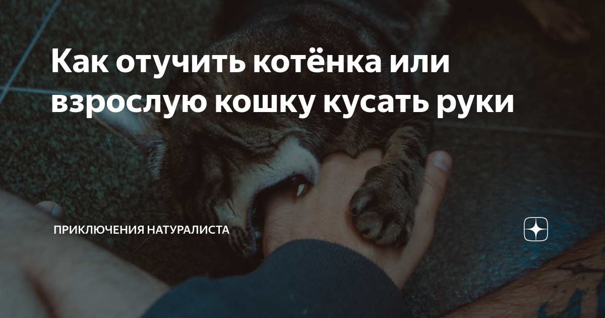 9 причин, почему кошка кидается на хозяев