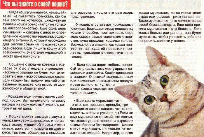 Почему кошка топчет вас лапками?