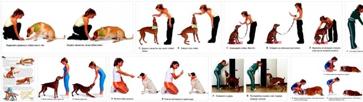 Как научить собаку команде фас: инструкция (+видео)