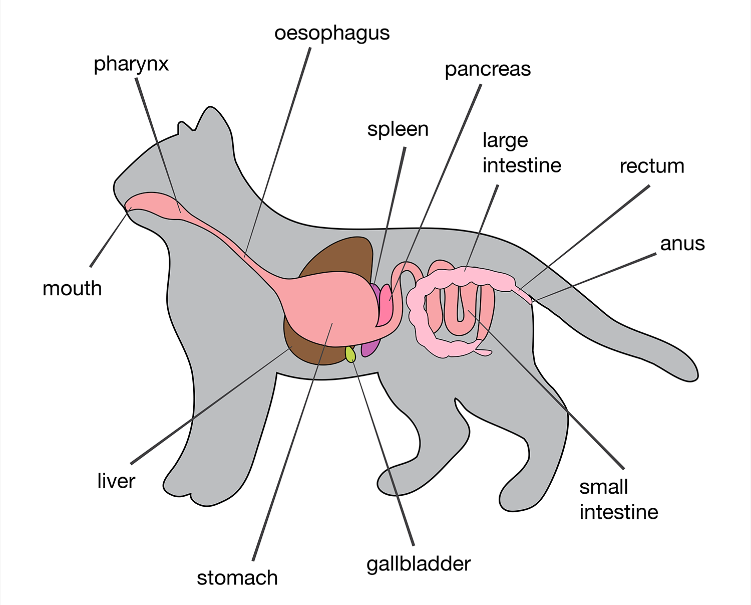 Анатомия кошки пищеварительный тракт