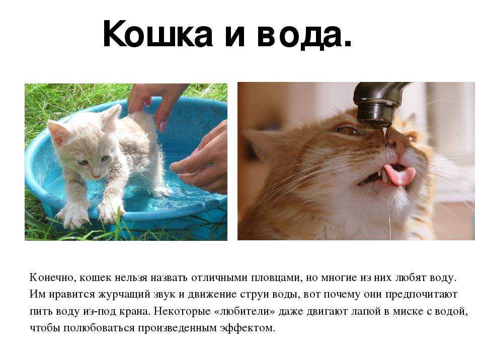 Можно ли котятам воду